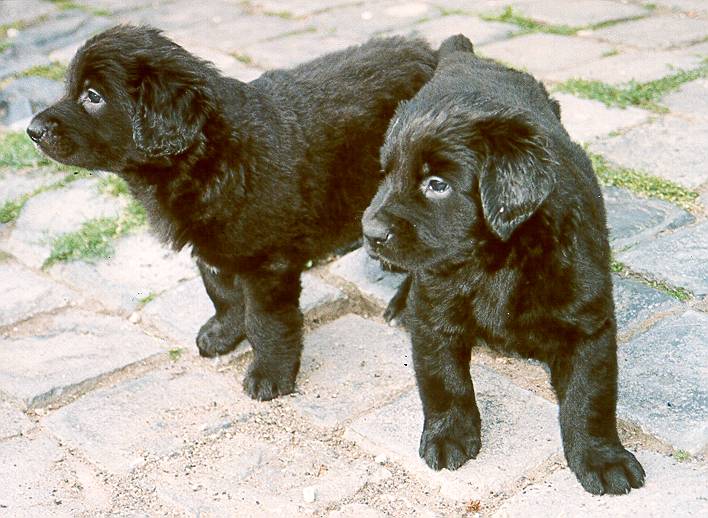 Jack und Joe